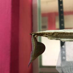 Morpho Mariposario Puerto Vallarta