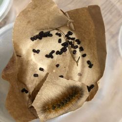 Morpho Mariposario Puerto Vallarta