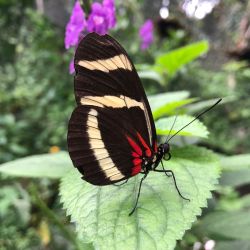 Morpho Mariposario Puerto Vallarta